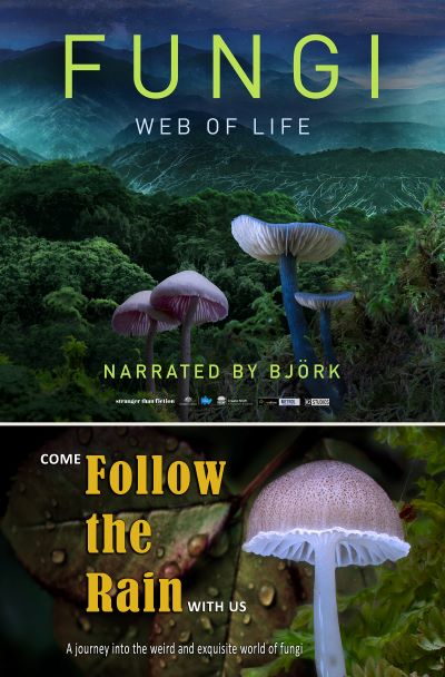 Foto Film Fungi - Web of Life (2D) // Follow the Rain