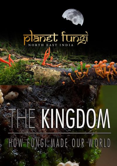 Foto Film Planet Fungi // The Kingdom